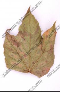 Photo Texture of Leaf 0049